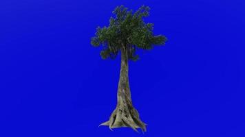 Tree plants animation - kapok tree - ceiba pentandra - java cotton - java kapok - silk cotton - samauma - green screen chroma key - 1a video