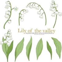 Lily of the valley illustration elements vector collection