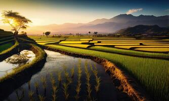 the beauty of the morning panorama with sunrise and rice fields. rice field in countryside. Beautiful gold color sunset at rice field. . photo