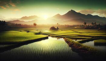 the beauty of the morning panorama with sunrise and rice fields. rice field in countryside. Beautiful gold color sunset at rice field. . photo