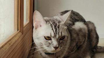 Close up view of cute furry cat with nice eyes resting indoors during the day after eating meal, cat lifestyle, beautiful tabby cat, pets are resting video