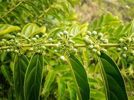 verde caseria plantas son por lo general usado como medicinal plantas foto