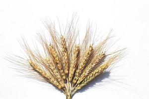 rye ears on a white background. bunch of rye ears photo