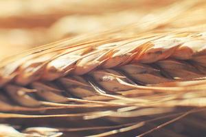 rye spike closeup. rye spike background. rye ears macro photo