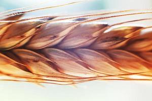 rye spike closeup. rye spike background. rye ear macro photo