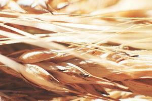 rye spike closeup. rye spike background. rye ears macro photo