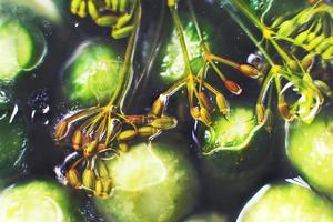 en escabeche pepinos con eneldo en un vaso tarro parte superior vista. pepinos antecedentes. el fondo de el tarro con pepinos invertido tarro con pepinos foto