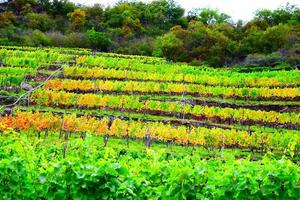 Yellow and Green Vineyards photo