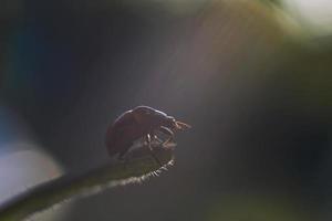 ladybug on leaf close up on green background photo