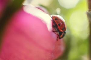 ladybug on  bell flower close up on a green background photo