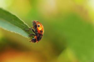 ladybug on leaf close up on green background photo