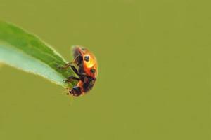 ladybug on leaf close up on green background photo