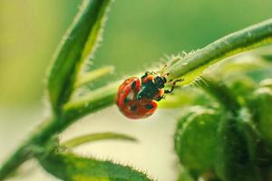 ladybug on leaf close up on green background photo