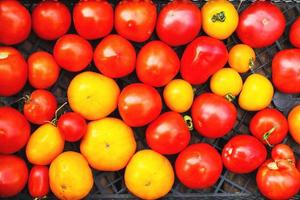 a lot of tomato in a box. Tomato background photo