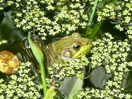 americano rana mugidora en un estanque rodeado por lenteja de agua foto