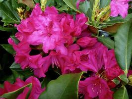 Bright red flowers of 'Nova Zembla' Rhododendron photo
