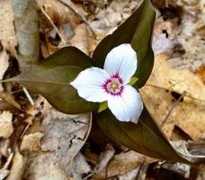 Painted Trillium wildflower growing in North Carolina forest photo