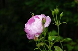 rosado 'alondra' Rosa creciente en un jardín foto