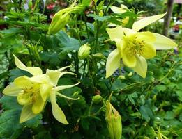 Glorious yellow columbine blooms photo