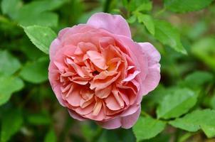 Inglés Rosa 'boscobel' creciente en un jardín foto