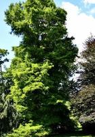 Bald cypress tree growing in North Carolina photo