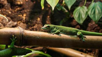 Lizard portrait in the zoo photo