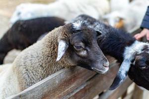 Cute sheep and goats on the farm photo