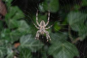 spider in a web with green foliage in the background photo