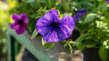 Beautiful petunia flowers photo