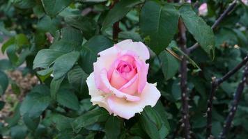 un hermosa Rosa flores al aire libre foto