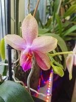 Beautiful phalaenopsis orchids in the house photo