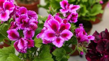 A beautiful geraniums flowers outdoors photo