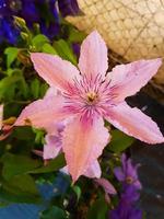 un hermosa clemátide flores al aire libre foto