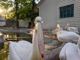 pelícano a el zoo por el agua foto