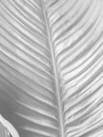 Strelitzia white leaf texture background photo