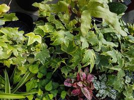 Home plants growing in the greenhouse close up photo