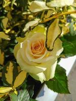 un hermosa Rosa flores al aire libre rosas en el jardín foto