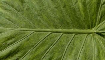 Close up of Green leaf texture photo