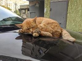 Homeless cat in the street portrait photo