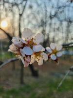 Beautiful sakura flowers photo