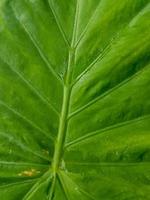 Close up of Green leaf texture photo