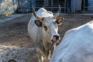 Beautiful cow portrait in the zoo photo