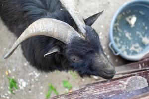 linda oveja y cabras en el granja foto