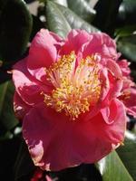 Beautiful camellia flower in a greenhouse photo