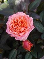 un hermosa Rosa flores al aire libre rosas en el jardín foto