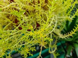 Miniature home flowers succulents and cactus in the greenhouse Nature background photo