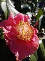 Beautiful camellia flower in a greenhouse photo