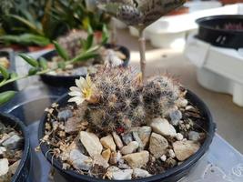 Miniature home flowers succulents and cactus in the greenhouse photo