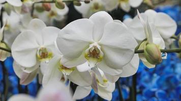 Beautiful phalaenopsis orchids in the greenhouse photo