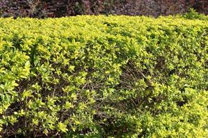 Formal Garden. A row of spherically trimmed lush juniper shrub hedges growing on lawn in the front of a row of fir trees photo